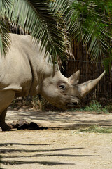 animals wildlife nature