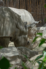 animals wildlife nature