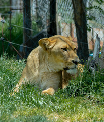 animals wildlife nature