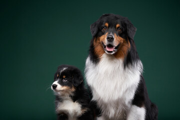 dog and a cat together on a green background. Family of pets in the studio. Australian Shepherd and black cat