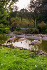 Pack of pink flamingos at the pond in safari park Badoca