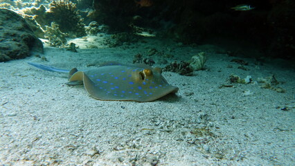 Stingrays - Batoidea  Taeniura lymma. Stingray Family, Spotted Stingrays. Taeniura lymma. © Vitalii6447
