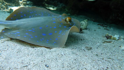 Stingrays - Batoidea  Taeniura lymma. Stingray Family, Spotted Stingrays. Taeniura lymma. © Vitalii6447