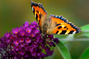 Obraz premium Small tortoiseshell (Aglais urticae)