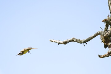 Aves de hermosos colores de la fauna de Caldas Colombia