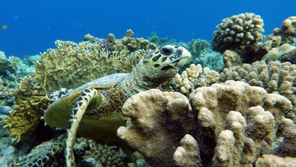 Hawksbill sea turtle (CR species) Hawksbill Turtle - Eretmochelys imbricata.