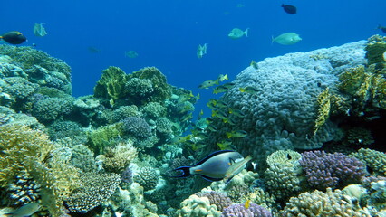 Colorful tropical fish on a coral reef, amazingly beautiful fairy world. In the coral gardens of the Red Sea.