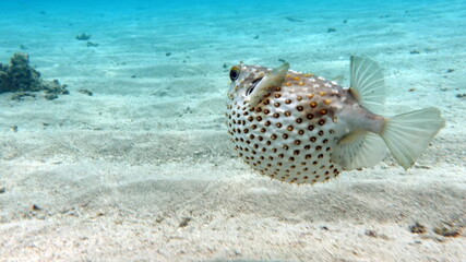 Fototapeta premium Fish hedgehog. Yellow-spotted cyclicht - grows up to 34 cm, feeds on crustaceans and molluscs. In case of danger, it takes the form of a ball, bristling spines.