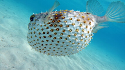 Fish hedgehog. Yellow-spotted cyclicht - grows up to 34 cm, feeds on crustaceans and molluscs. In...