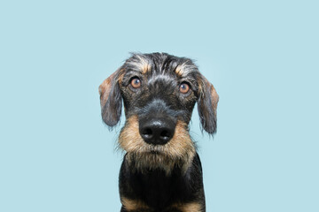 Portrait cute hairy dachshund puppy dog looking at camera. Isolated on blue pastel background