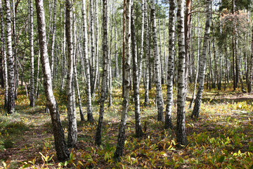 Sunny autumn day in the birch wood with rare pines. Under trees there are a heather and the drying-up leaves of lilies of the valley.
