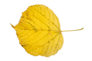 Feuille Automne - Jaune - PNG