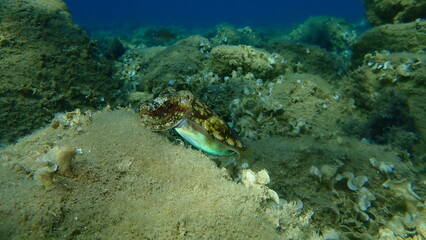 Common cuttlefish or European common cuttlefish (Sepia officinalis) undersea, Aegean Sea, Greece, Halkidiki