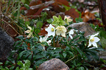 End of autumn. Rainy weather. The hellebore blossoms in white flowers among stones in a flower bed.