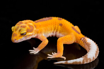 Leopard gecko, Eublepharis macularius, tremper albino isolated on black background
