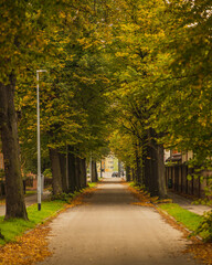 Alley of trees on an autumn day.