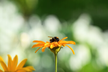 Bumblebee. One large bumblebee sits on a yellow flower on a bright day. Macro horizontal photography