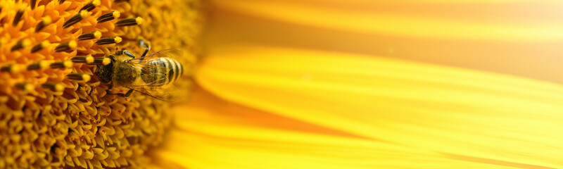 Bee and flower. Close up of a large striped bee collecting pollen on a yellow sunflower on a Sunny day. Macro photography. Banner