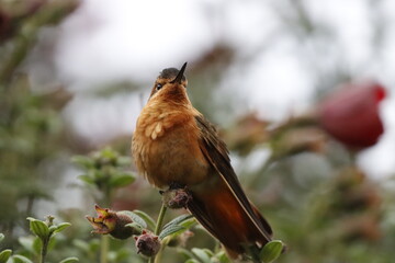 Aves de hermosos colores de la fauna de Caldas Colombia