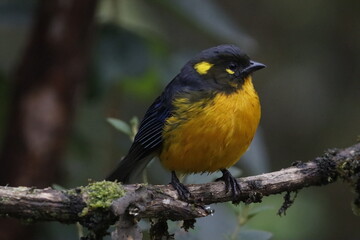 Aves de hermosos colores de la fauna de Caldas Colombia