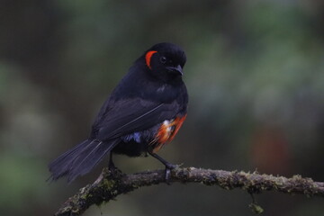 Aves de hermosos colores de la fauna de Caldas Colombia