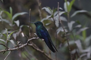 Aves de hermosos colores de la fauna de Caldas Colombia