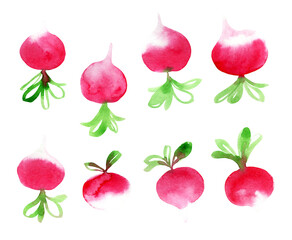 Watercolor set with radish.
