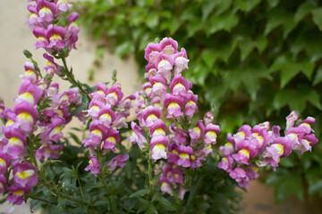 Pink, violet flower of Snapdragon, Antirrhinum majus in the garden. Summer and spring time.