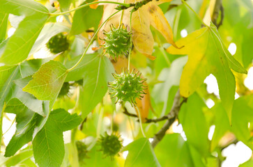 American sweet gum seeds in autumn