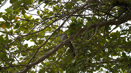 Asian Kole|Eudynamys  scolopacea|噪鹃