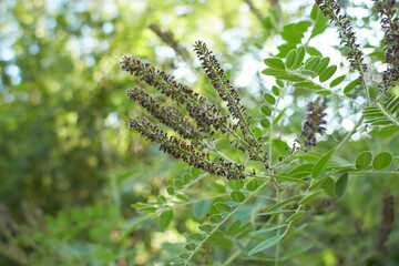 Purple flowers of False indigo bush (Amorpha fruticosa), Lead Plant in the garden. Summer and...