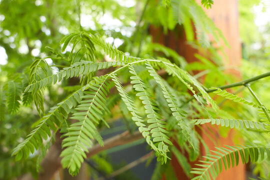 Green leaves of Enterolobium contortisiliquum, Persian silk tree in the garden. Summer and spring time.