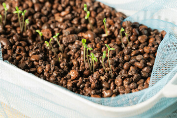 冬の水耕栽培　リーフレタス