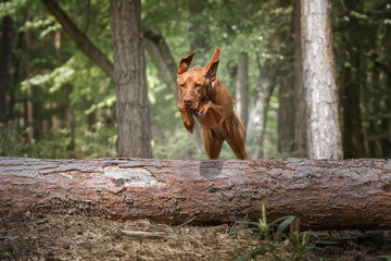Sprizsla - light fawn colour Vizsla jumping over a fallen tree