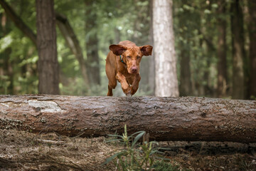 Sprizsla - light fawn colour Vizsla jumping over a fallen tree