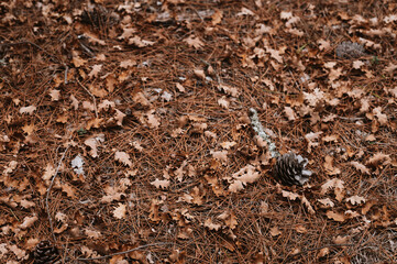 Dry autumn leaves background