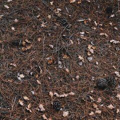 Background of dry leaves and spruce needles