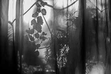 Sombras de plantas detrás de la cortina a contraluz