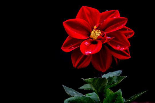 red flower isolated on black