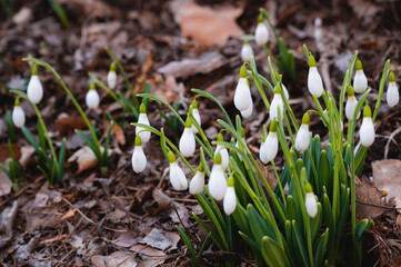 Snowdrops in the forest