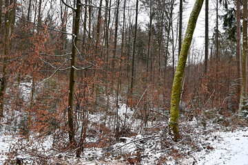 Fototapeta na wymiar Autumn leaves on the trees, forest with the first snow in winter, forest covered by snow