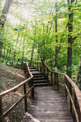 Fototapeta premium Path in the bright green summer forest