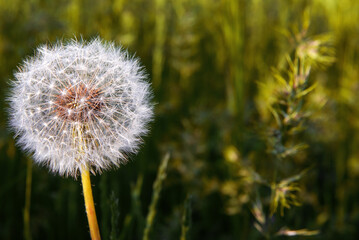 Fluffy white dandelion in the grass