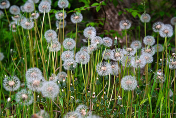 Fototapeta premium Fluffy white dandelions in green grass