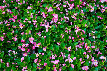 Pink begonia flowers