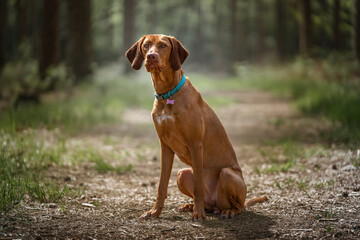 Sprizsla - light fawn colour Vizsla sitting upright looking past the camera