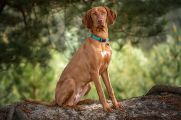 Sprizsla - light fawn colour Vizsla sitting upright under a tree in the forest looking at the camera