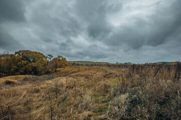 autumn wildlife in the countryside