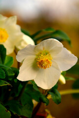 christrose im garten