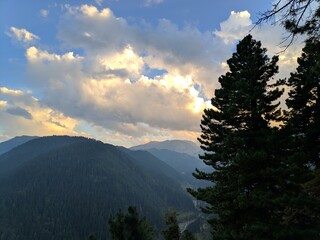 forest in mountains